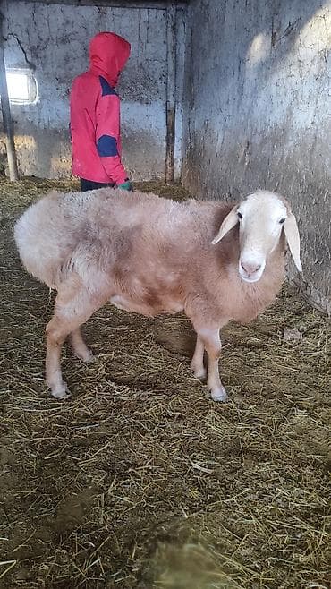 яйцо гусиное: Продаю | Овца (самка) | Для разведения | Матка — 2