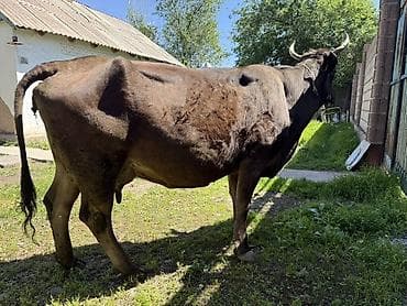 корова с теленкам: Продаю | Корова (самка) | Для молока | Привязанные — 2