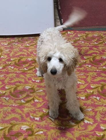 собаки бишкек: Щенки пуделя (карликовые/той, по типу) светло-рыжего и абрикосового — 2