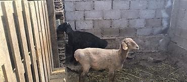 японский тоок: Продаю | Овца (самка) | Для разведения — 2