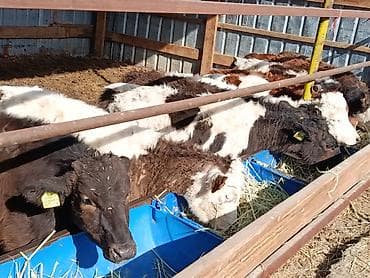 куплю мясо оптом: Продаю | Тёлка, Музоо, торпок | Полукровка, Ангус, Голштин | На откорм, На забой, Для разведения | Племенные, Искусственник — 6