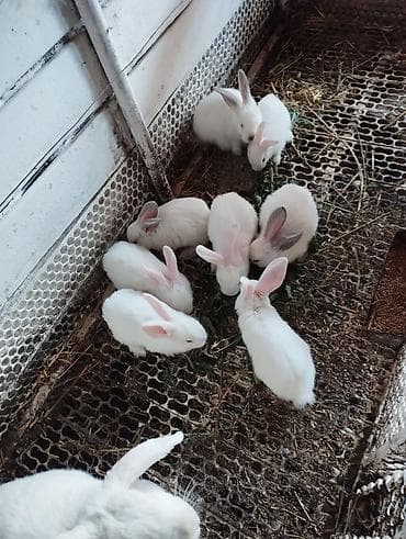 карликовая кошка: Продаю | Крольчата | Белый великан | Для разведения — 2
