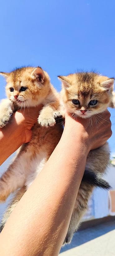 Мышыктар: Чистокровные котята с документами! Золотая шиншилла окрас, шотландцы — 6