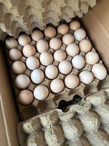 фарель ош: Куриные яйца в лотках Только оптом приглашаем для сотрудничества — 2