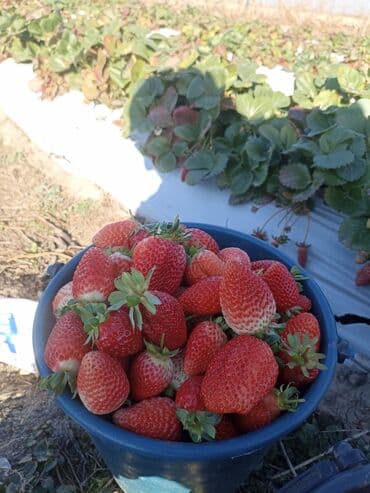 хиджап кийимдер: Кулпунай Дүңүнөн — 1