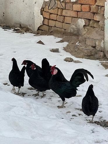 карликовые кохы: Продаю | Куры, Петух — 3