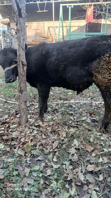Грызуны: Продаю | Бык (самец) | На откорм | Привязанные — 2