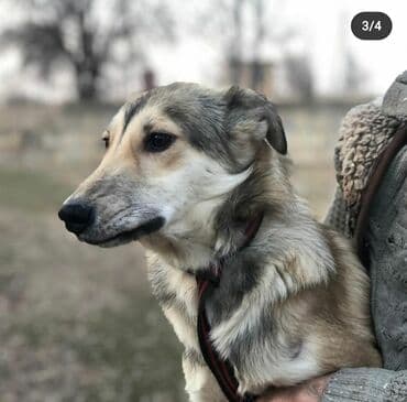 куда можно отдать собаку в бишкеке: Ищем дом для прекрасного молодого мальчика. Привит от инфекций — 2
