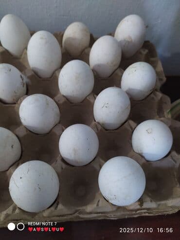 мешки для цемента оптом: Гусиное яйца в лотках - Белые крупные яйца, от домашних гусей - — 1
