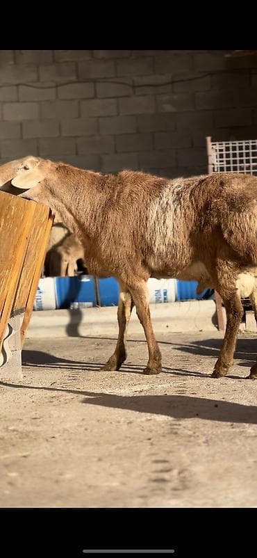 Ветеринар кызматы: Сатам | Ургаачы кой (ургаачы) | Көбөйтүү үчүн — 3