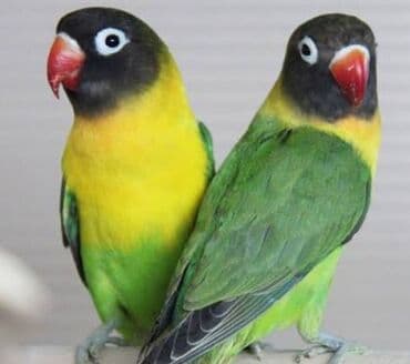 трафареты для рисования животных: Неразлучники (агапорнис) — декоративные попугаи ярких окрасов.А так же — 8