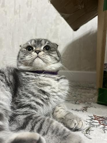 шотланские кошки: Скотиш Фолд (Шотландская вислоухая), 2 года, Мальчик, Приучена к лотку — 1