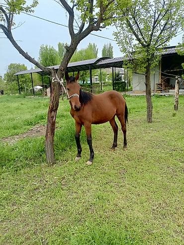 жеребенок купить: Продаю | Жеребенок | Для разведения — 5