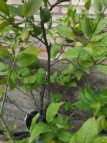 Лимонное дерево в горшке, готовое к выращиванию. Растение с зелеными