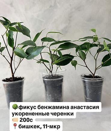 лимон цена бишкек: Доступные неприхотливые комнатные растения простые цветы особого — 10