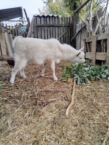 корова молоко литор 10: Продаю | Козёл (самец) | Зааненская | Для разведения | Племенные — 6