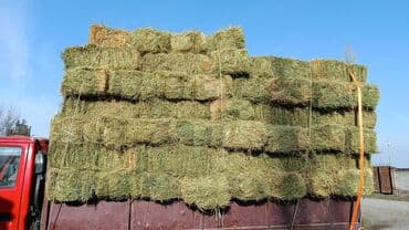 купить измельчитель травы и сена: Куплю клевер сено саломо Кастра — 1