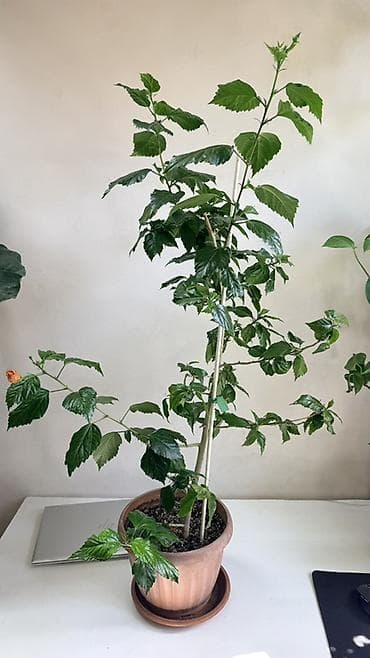 баа: Гибискус китайский (Hibiscus rosa‑sinensis), сорт с махровыми крупными — 4