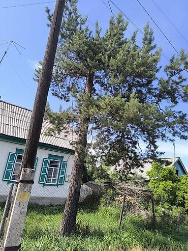 драва отун: Дрова Сосна, Самовывоз — 1