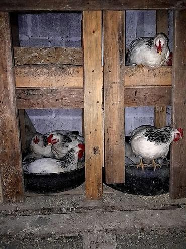 жугон орум: Продаю | Куры | Несушки — 2