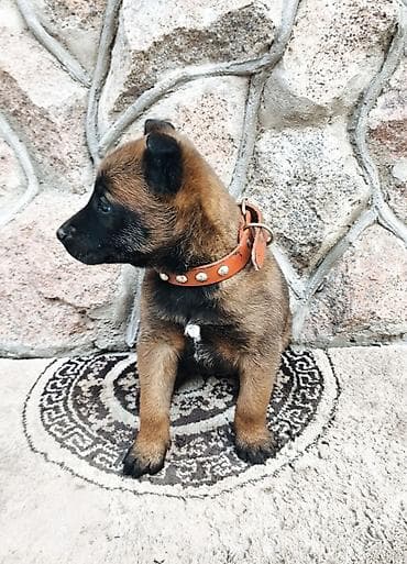 овчарка цена: Бельгийская овчарка, 2 месяца, Самка, С прививкой, С родословной — 6