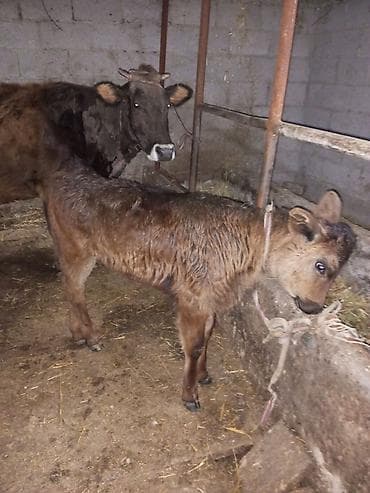 Продаю | Корова (самка), Тёлка, Музоо, торпок | Для разведения, Для молока at lalafo.kg Продаю | Корова (самка), Тёлка, Музоо, торпок | Для разведения, Для молока