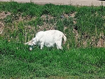 чешская коза: Продаю | Коза (самка) | Для разведения — 3