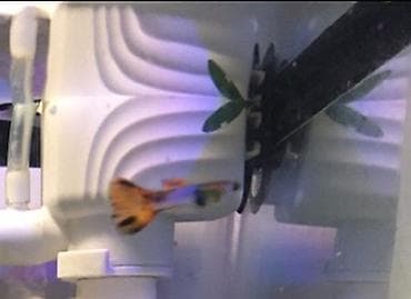 Рыбки гуппи подростки