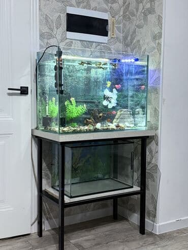 Услуги ветеринара: Аквариумный комплект для домашних рыб - Прямоугольный стеклянный — 6