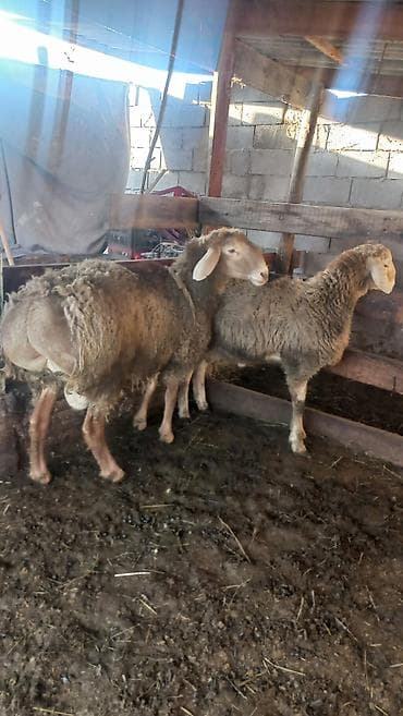 уй кой: Продаю | Баран (самец) | Арашан | Для разведения | Осеменитель — 2