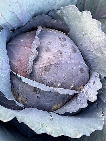 ящик для овощей: Фиолетовая капуста с холодильника! Хранение в ящиках есть обьем! — 1