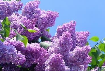 где купить саженцы гортензии в бишкеке: Саженцы деревьев: Магнолии, Самовывоз, Платная доставка — 6