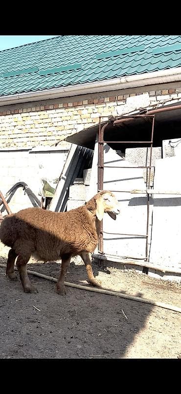 дорпер купить в кыргызстане: Продаю | Ягненок, Баран (самец) | Гиссарская, Арашан | Для разведения | Племенные, Осеменитель — 6