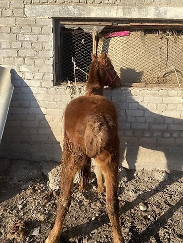 Услуги ветеринара: Продаю | Жеребенок | Для разведения | Племенные — 2