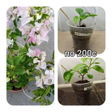 мебель бишкек: Саженцы цветка — 16