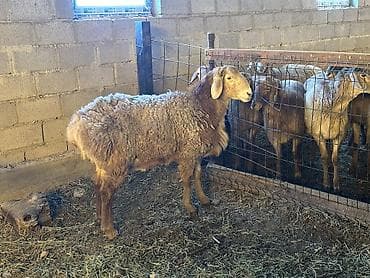 пропала собака хаски: Продаю | Баран (самец) | Арашан | Для разведения | Племенные, Осеменитель — 3