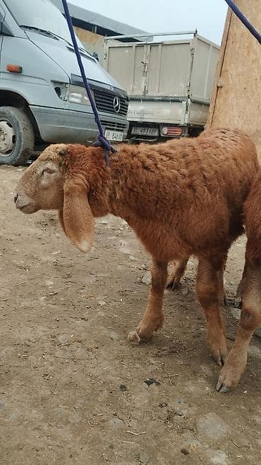 бараны аршан: Продаю | Ягненок | Арашан | Для разведения | Осеменитель — 3