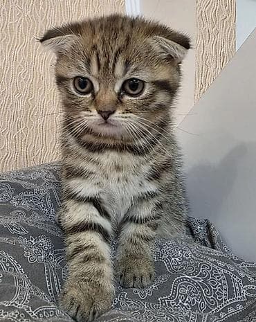 вислоухий кошка: Шотландский вислоухий котёнок (Scottish Fold) Красивый парень в — 2