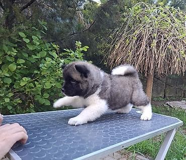 продам собаку объявление sobaka: 3 месяца, Самка, С родословной — 7