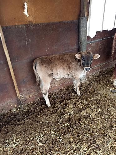 тюк кара балта: Продаю | Музоо, торпок | Алатауская | На откорм | Искусственник — 4