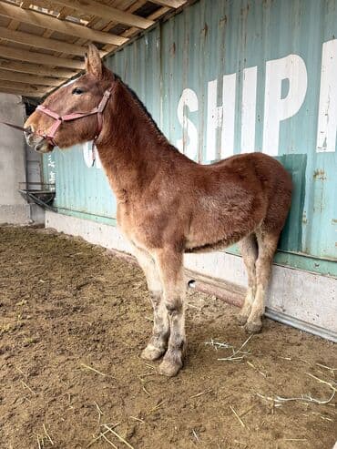 щенки дратхаара: Продаю | Жеребенок | Рабочий — 10