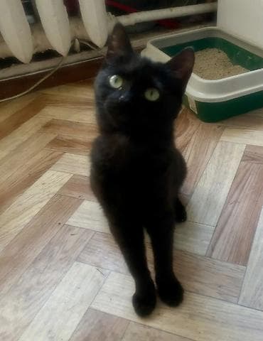 Кошка даром: Беспородная, 4 месяца, Девочка, Приучена к лотку