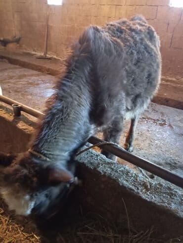 коровы порода: Продаю | Музоо, торпок | Полукровка | На откорм | Привязанные — 4