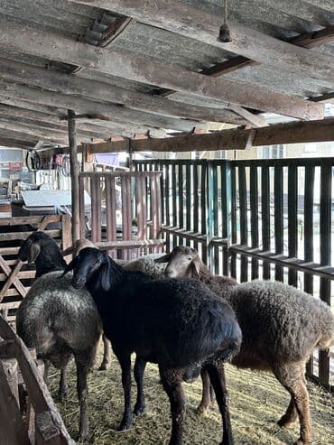каракол животные: Продаю | Баран (самец) | На забой | Племенные, Осеменитель — 8