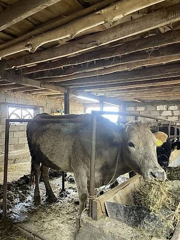 корова телка: Продаю | Корова (самка) | Для молока | Привязанные — 1