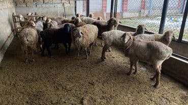 усыпление животных бишкек: Продаю | Баран (самец) | Полукровка — 2