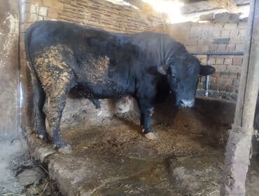 ящик для овощи: Продаю | Бык (самец) | На откорм — 2