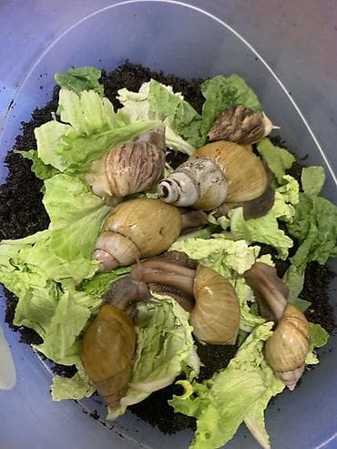 Животные: Африканские сухопутные улитки Ахатина (размеры от молодых до взрослых — 6