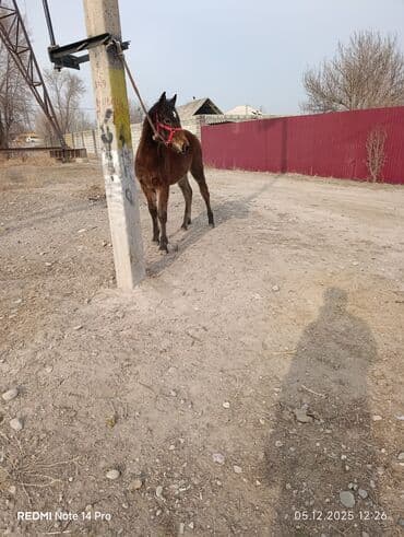 сколько стоит британская золотая шиншилла: Продаю | Жеребенок | Для разведения — 2