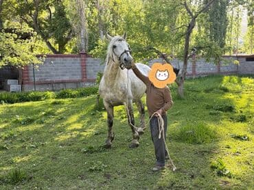 чистокровный тайган: Продаю | Конь (самец), Жеребец — 3